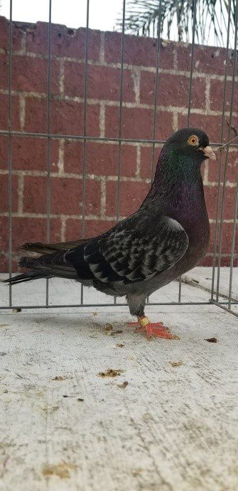 A large wooden building with two windows and a door.