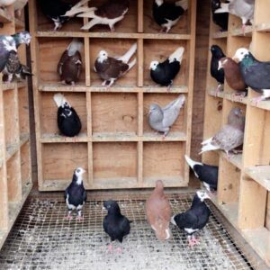 A group of pigeons in a pigeon coop.