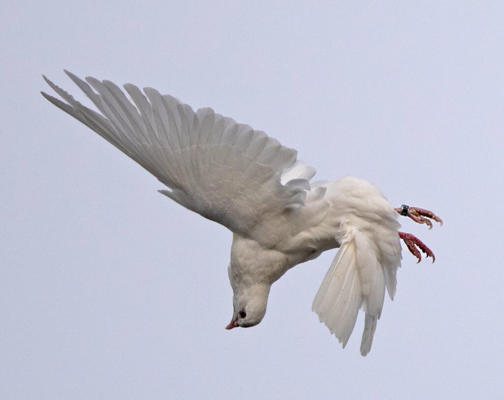 Home Page Promoting Birmingham Roller Pigeon Flying NBRC