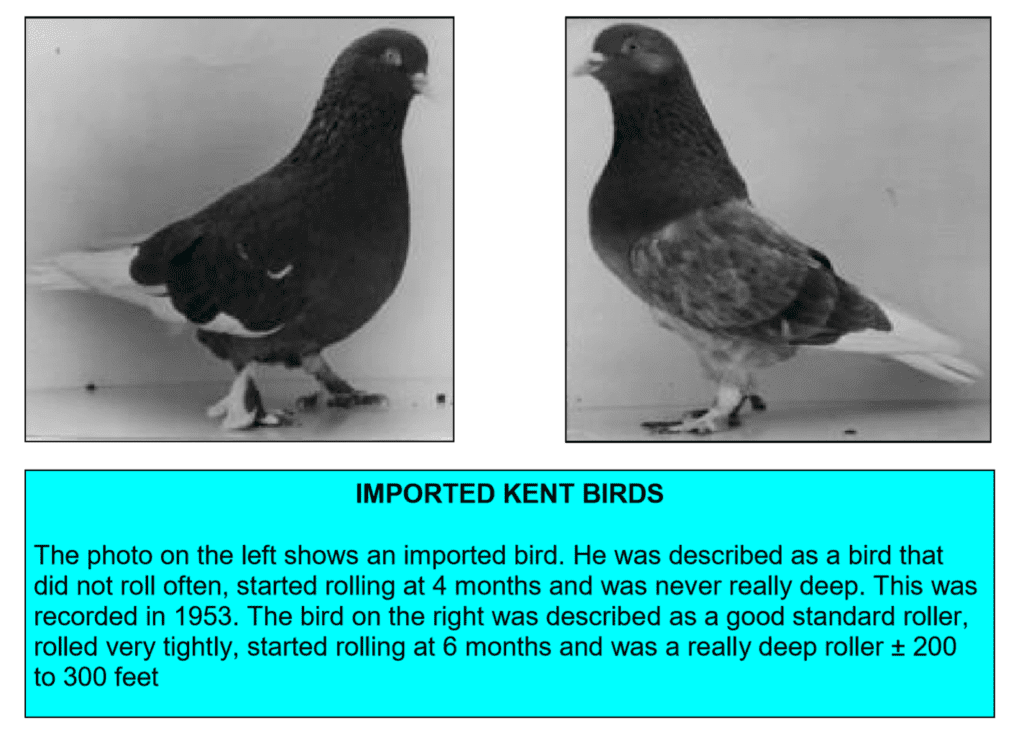 ImportedKentBirds3 NBRC online store https//nbrc/product