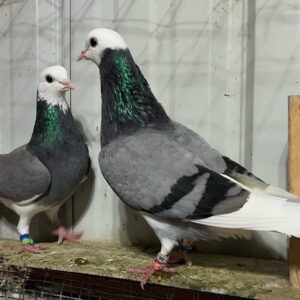 Two pigeons standing next to each other on a ledge.