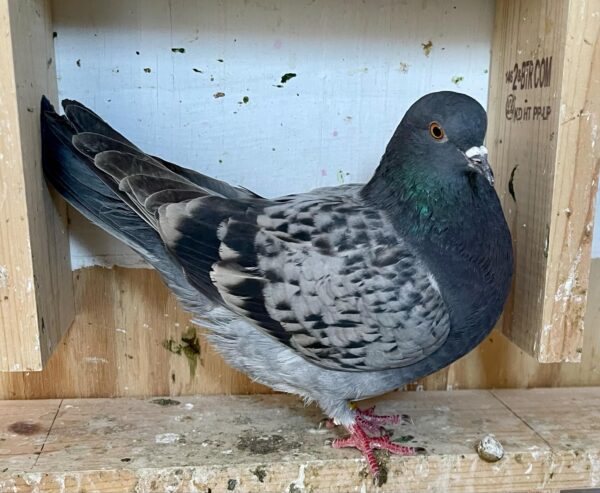 Golden State Roller Club- Goss Hawker pair of 2024 birds - Image 2