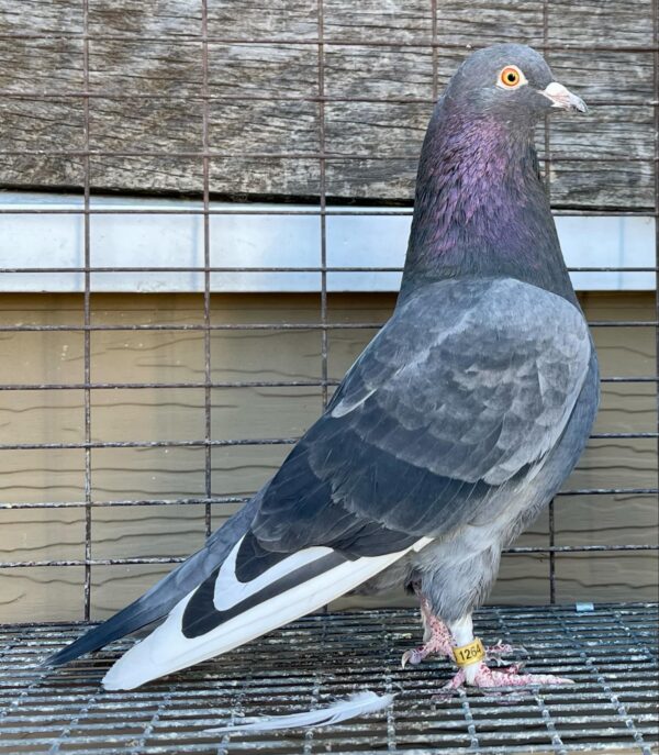 Golden State Roller Club- Goss Hawker pair of 2024 birds