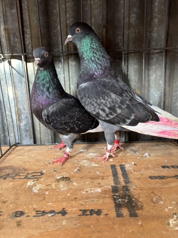 Golden State Roller Club- Mike Wolden Pair