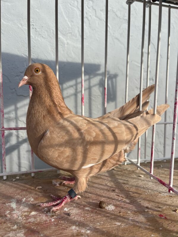 Golden State Roller Club- Nick Ritchie Hen