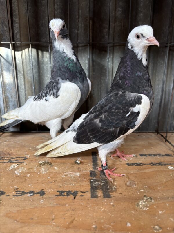 Golden State Roller Club- Al Vang 2 Irish birds