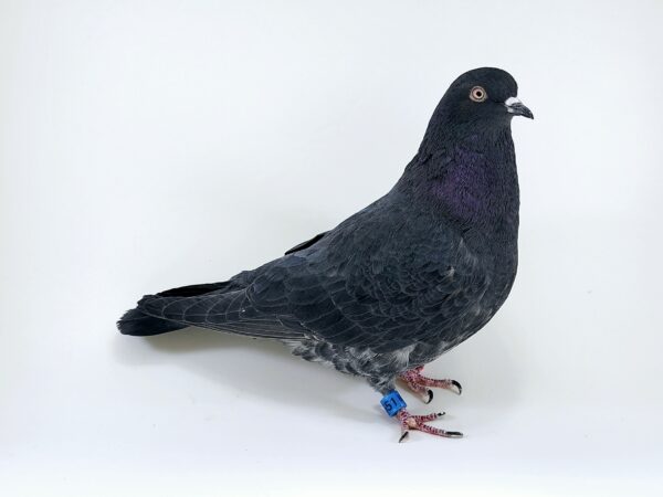 A pigeon is standing on its hind legs.