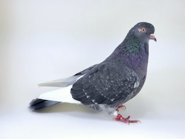 A pigeon is standing on the ground and looking at something.