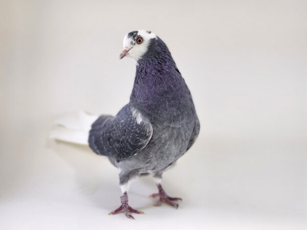 A pigeon standing on its hind legs in the middle of a room.