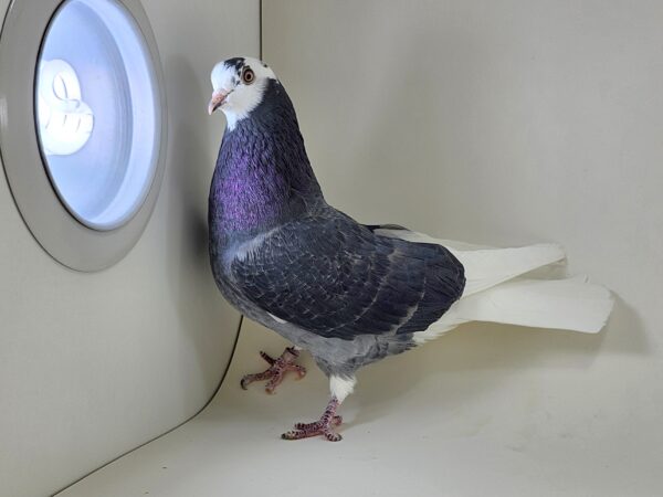 A pigeon standing on the corner of a room.