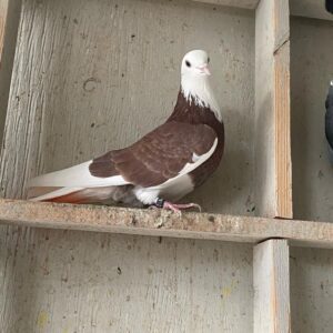 A pigeon sitting on top of a wooden shelf.