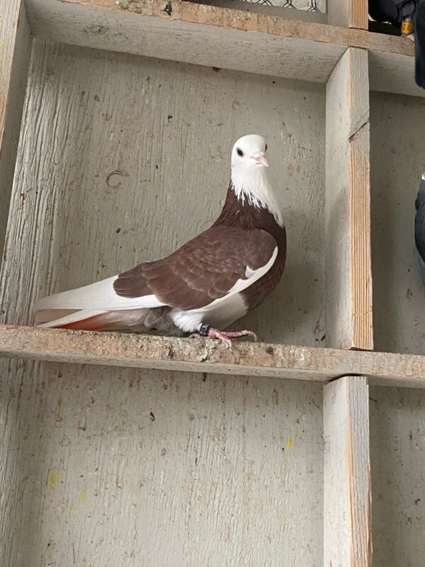 A pigeon sitting on top of a wooden shelf.