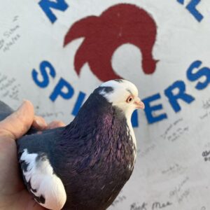 A pigeon is standing on the side of a building.