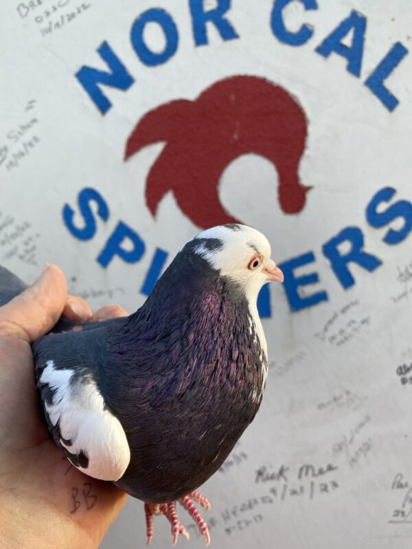 A pigeon is standing on the side of a building.