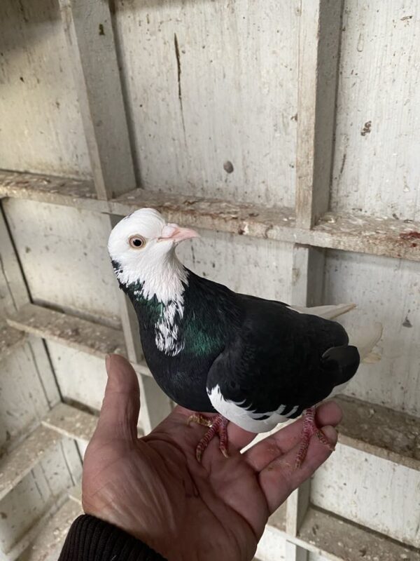 A hand holding a bird in its palm.