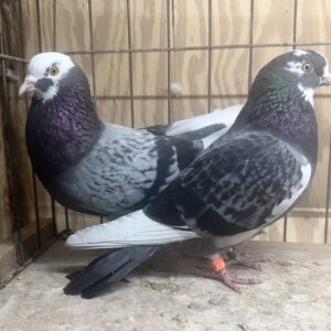 Two pigeons are standing together in a cage.