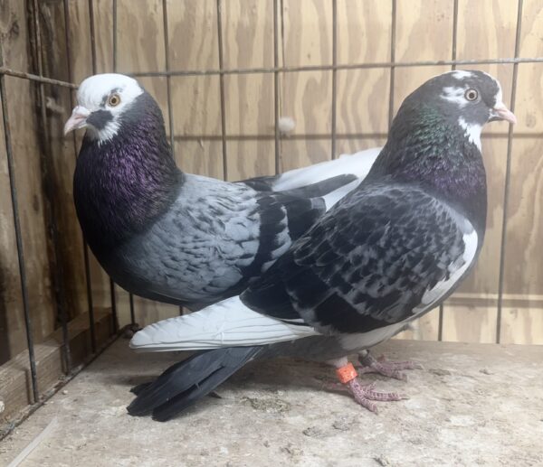 Two pigeons are standing together in a cage.