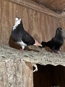 Two pigeons are standing on a branch of a tree.