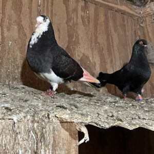 Two pigeons are standing on a branch of a tree.