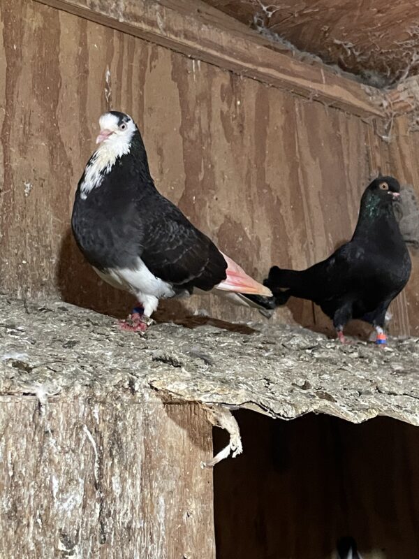 Two pigeons are standing on a branch of a tree.