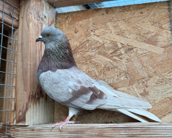 A pigeon sitting on top of a wooden box.