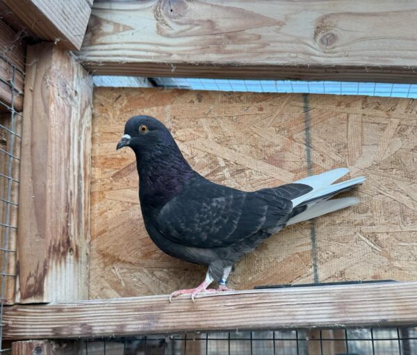 A pigeon sitting on top of a wooden structure.