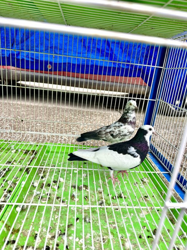 Two pigeons sitting on a cage in front of a blue car.