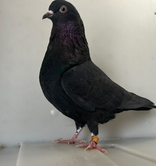 A black pigeon standing on top of a table.