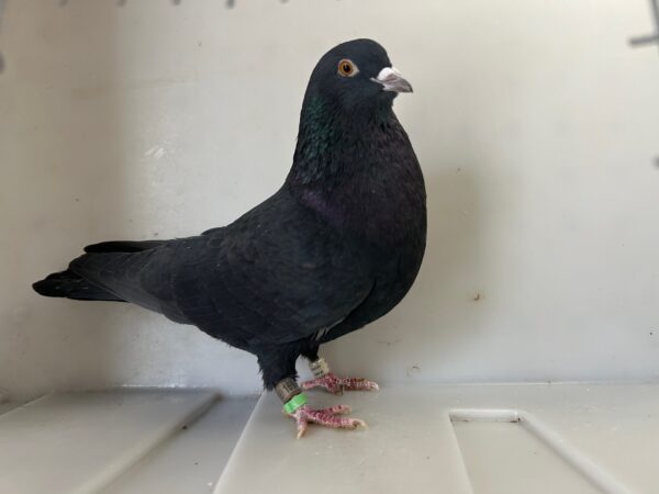 A pigeon standing on the ground in an enclosure.