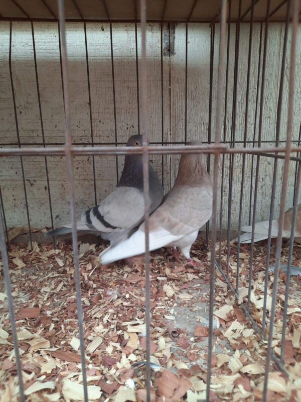 Two birds in a cage with leaves on the ground