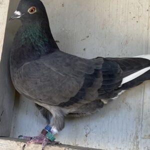 A pigeon sitting on the ground with its head down.