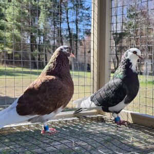 2x 11 bird Champion Ma Lee lot #1