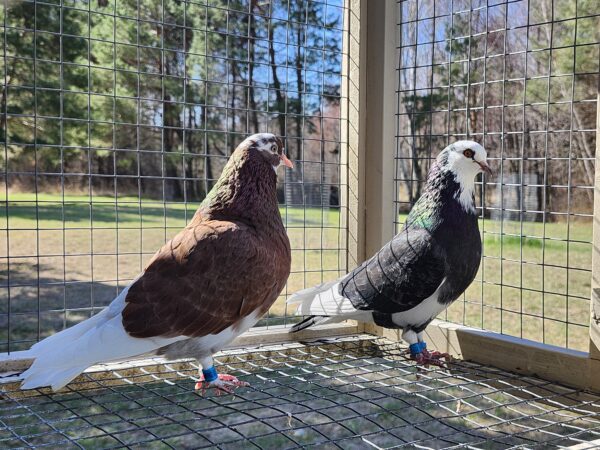2x 11 bird Champion Ma Lee lot #1