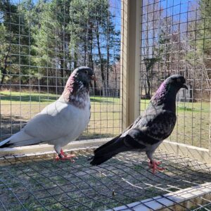 2X 11 bird Champion Ma Lee lot #2