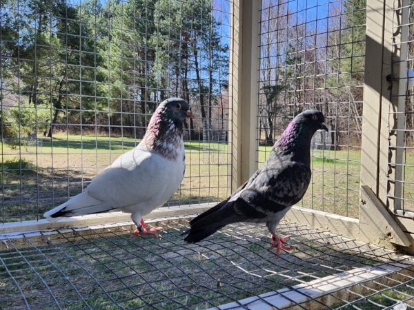 2X 11 bird Champion Ma Lee lot #2