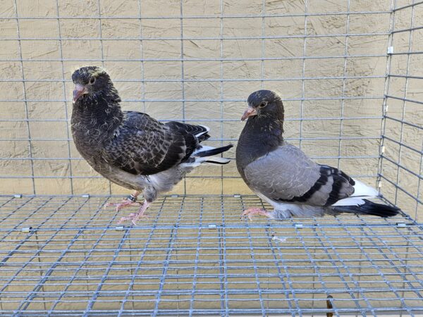 2X 11 bird Champion Ma Lee lot #2 - Image 2