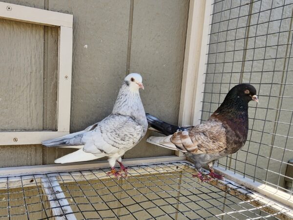 2X 11 bird Champion Ma Lee lot #3 - Image 2