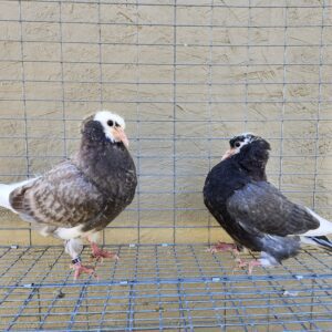 2X 11 bird Champion Ma Lee lot #3