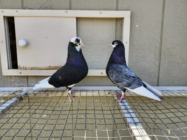 2X 11 Bird Champion Ma Lee lot #4 - Image 2