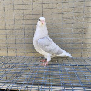 2X 11 Bird Champion Ma Lee lot #4