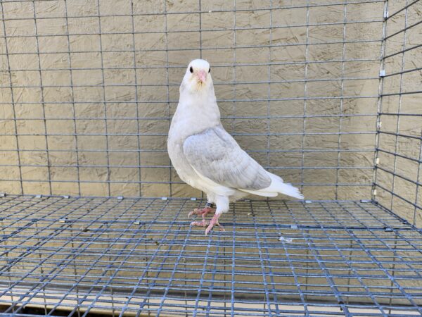 2X 11 Bird Champion Ma Lee lot #4