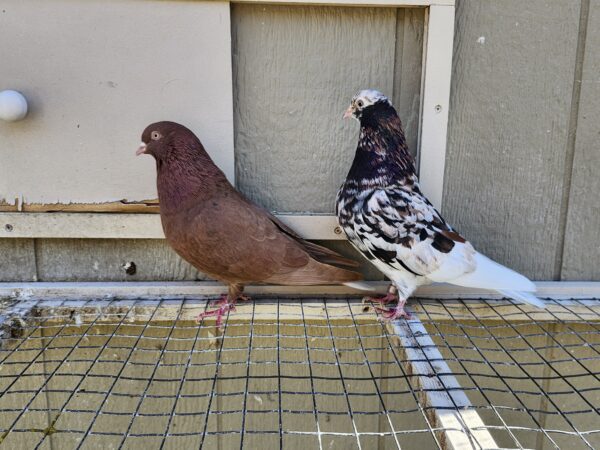 2X 11 Bird Champion Ma Lee lot #5 - Image 2