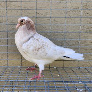 2X 11 Bird Champion Ma Lee lot #5