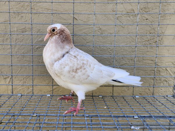 2X 11 Bird Champion Ma Lee lot #5