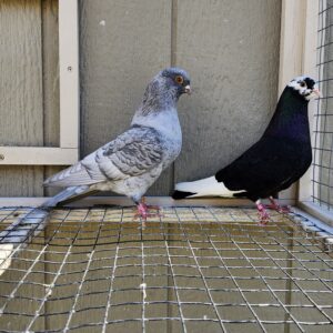 2X 11 Bird Champion Ma Lee lot #6