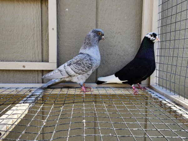 2X 11 Bird Champion Ma Lee lot #6