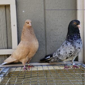 2X 11 Bird Champion Ma Lee Lot #9