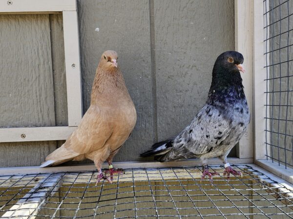 2x 11 Bird Champion Ma Lee lot #8