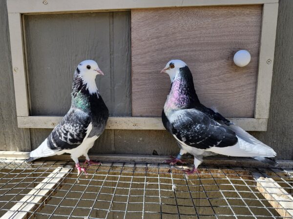2X 11 Bird Champion Ma Lee Lot # 10 - Image 2