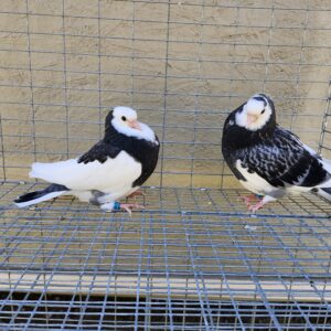 2X 11 Bird Champion Ma Lee Lot # 10